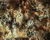 Une image de l'étape 4 de Gratin de poireaux au poulet fromage et 4 épices.