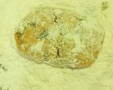 A picture of step 4 of Chicken Cutlets.