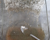 Foto del paso 4 de la receta: Gravlax de Salmón