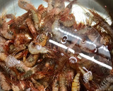 Foto del paso 1 de la receta: Camarones gallegos