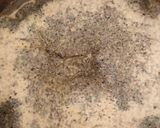 A picture of step 2 of Cinnamon Milk Tea (Daalacheenee Chai).