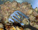 Foto langkah ke 5 dari resep Resep Isian Ayam.