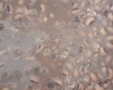عکس مرحله 2 از دستور خوراک لوبیا چشم‌بلبلی
