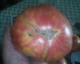 Foto del paso 1 de la receta: Tomatito de la huerta con anchoas y huevo duro