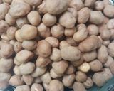 Foto langkah ke 6 dari resep Kacang telur.