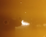 Foto del paso 6 de la receta: Sopa crema de zapallo cabutia