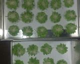 Foto langkah ke 4 dari resep Semprit garut pandan keju.
