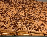 Foto del paso 6 de la receta: Tarta de galletas con mousse de chocolate y vino de Oporto