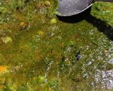 चाकवतची ताकभाजी (Chakvatchi takbhaji recipe in marathi) रेसिपी स्टेप 5 फोटो 