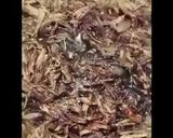 صورة لخطوة 3 من وصفة رولات مسخن الدجاج