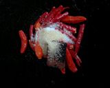 Foto langkah ke 1 dari resep Sambal terong mentah.