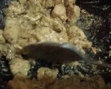 A picture of step 3 of Malai boti pizza with white sauce.