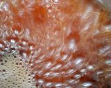 A picture of step 2 of Tamarind tea(shayin tsamiya).