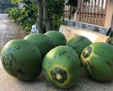 Hình bước làm 1 của món Mức dừa