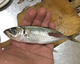 Foto del paso 3 de la receta: Nambamduke～pescado marinado estilo japonés～