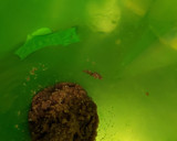 Foto del paso 2 de la receta: Rape en salsa "Racó dels pins"