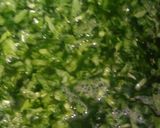 सरसों का साग मक्की की रोटी (Sarson ka saag makki ki roti recipe in hindi) रेसिपी चरण 1 फोटो