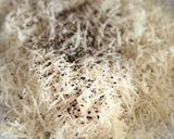 Une image de l'étape 1 de Cacio e Pepe diversifiés.