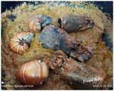 A picture of step 6 of Lobsters Curry.