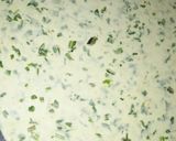 A picture of step 2 of Spinach pasta.