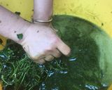 Hình bước làm 1 của món Xâm sa cho những ngày nóng
