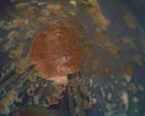 Ikan Gurami Kuah Santan langkah memasak 2 foto