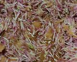 Foto del passaggio 2 della ricetta Gelatina di trifoglio rosso