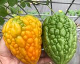 Foto langkah ke 1 dari resep Tumis pare telur.