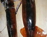 A picture of step 1 of The Best Ika no Shiokara (Salt Preserved Squid).