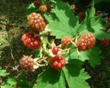 A picture of step 1 of Blackberry Jam.