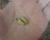 A picture of step 2 of Gurr wali Chaye.