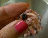 A picture of step 1 of Firefly Squid Ajillo.