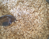 Foto del paso 1 de la receta: Cake de avena y cúrcuma Hiperfácil!