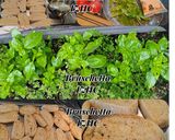 A picture of step 3 of 🍅🥪🥗 Bruschetta 🥗🥪🍅.