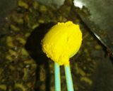 चटपटे करेले (chatpate karele recipe in Hindi) रेसिपी चरण 3 फोटो