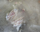 Foto del paso 2 de la receta: Bacalao fresco en su jugo con huevas de lumpus
