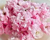 Hình bước làm 2 của món 🌱 Hoa Anh Đào Muối Nhật Bản (Japonais Traditionnel Salé Sakura)