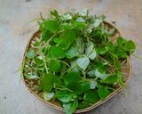 A picture of step 1 of Peperomia Herb Neer kaddi Raita.