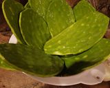 Foto del paso 3 de la receta: Nopales en escabeche
