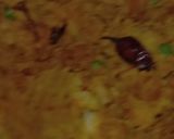 A picture of step 1 of Dosa.
