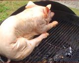 A picture of step 4 of One Whole Piglet BBQ'ed.