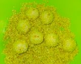Foto langkah ke 3 dari resep Keciput Tepung Beras dan Tapioka.