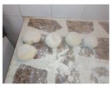 Foto del paso 6 de la receta: Pan tortuga