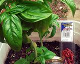 A picture of step 2 of Sweet n Spicy Basil Tomato Filet Mignon.
