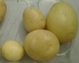 Foto del paso 1 de la receta Patatas con alioli