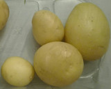 Foto del paso 1 de la receta: Patatas con alioli