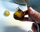 A picture of step 6 of Peeling Chestnuts Using a Pressure Cooker.