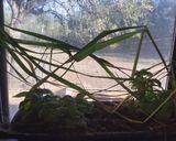 A picture of step 1 of California Farm Annual Lemongrass Citronella Harvest.