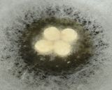 Gambar langkah 1 resipi Tumis Sayur Peria Dan Egg Tofu.