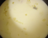 A picture of step 10 of Chowder-Like Pasta with Spring Cabbage and Clams.